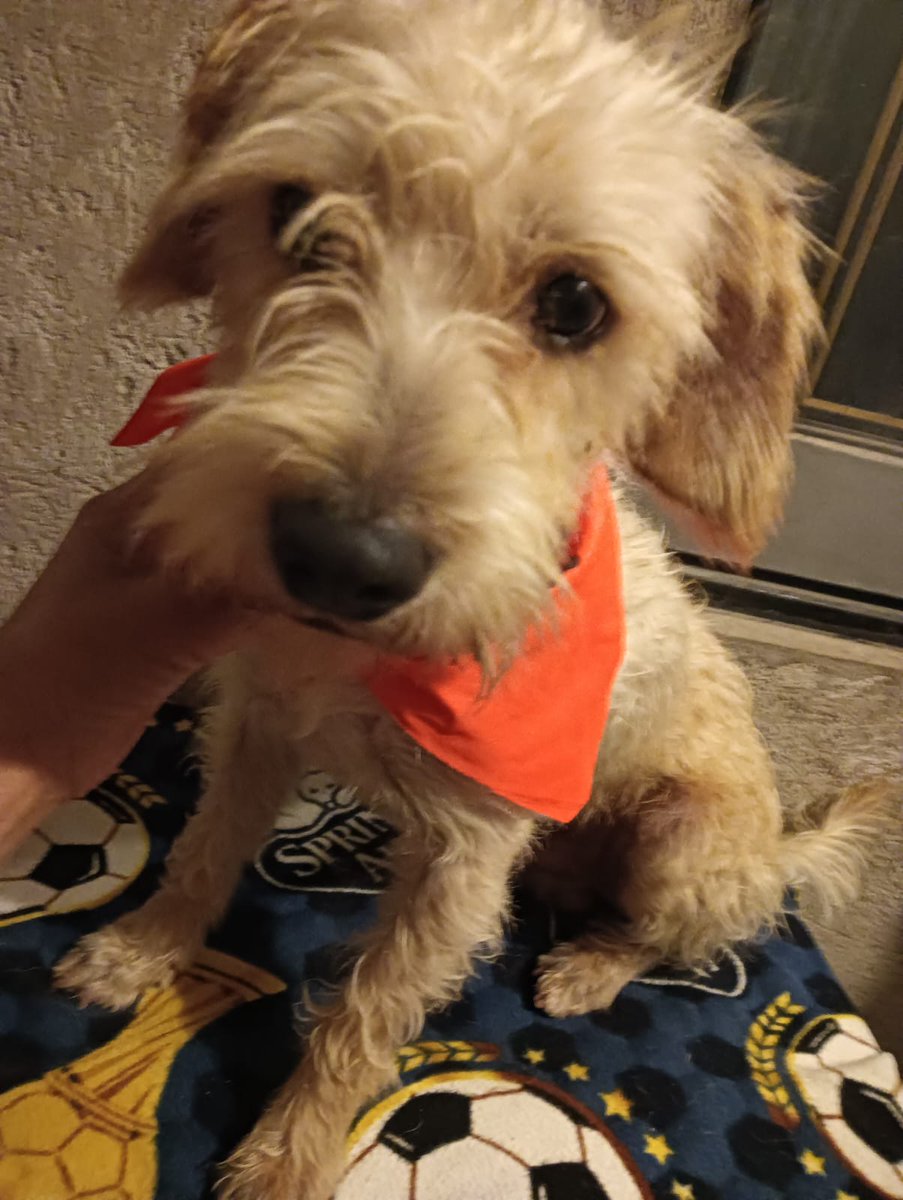 Toby , muchos lo chulean,  pero nadie se anima a ser su familia 🥺
Es talla chica, amigable , tranquilo, protocolo completo de salud 
Por favor 🙏🏼 
Dale una oportunidad 
Wats 5548724347
#AdoptaNoCompres #CDMX