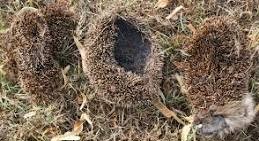 Ms Haliday challenges my assertion that badgers kill and eat hedgehogs. Is there anyone out there prepared to put evidence in front of her that proves her wrong? My own internet search confirms badgers are able to unzip hedgehogs like a purse &amp; enjoy eating everything within.