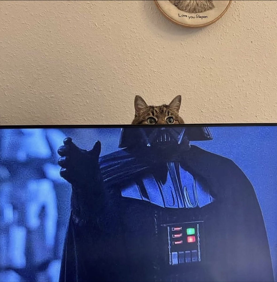 gatos fazendo gatices (@gatinarios) on Twitter photo 