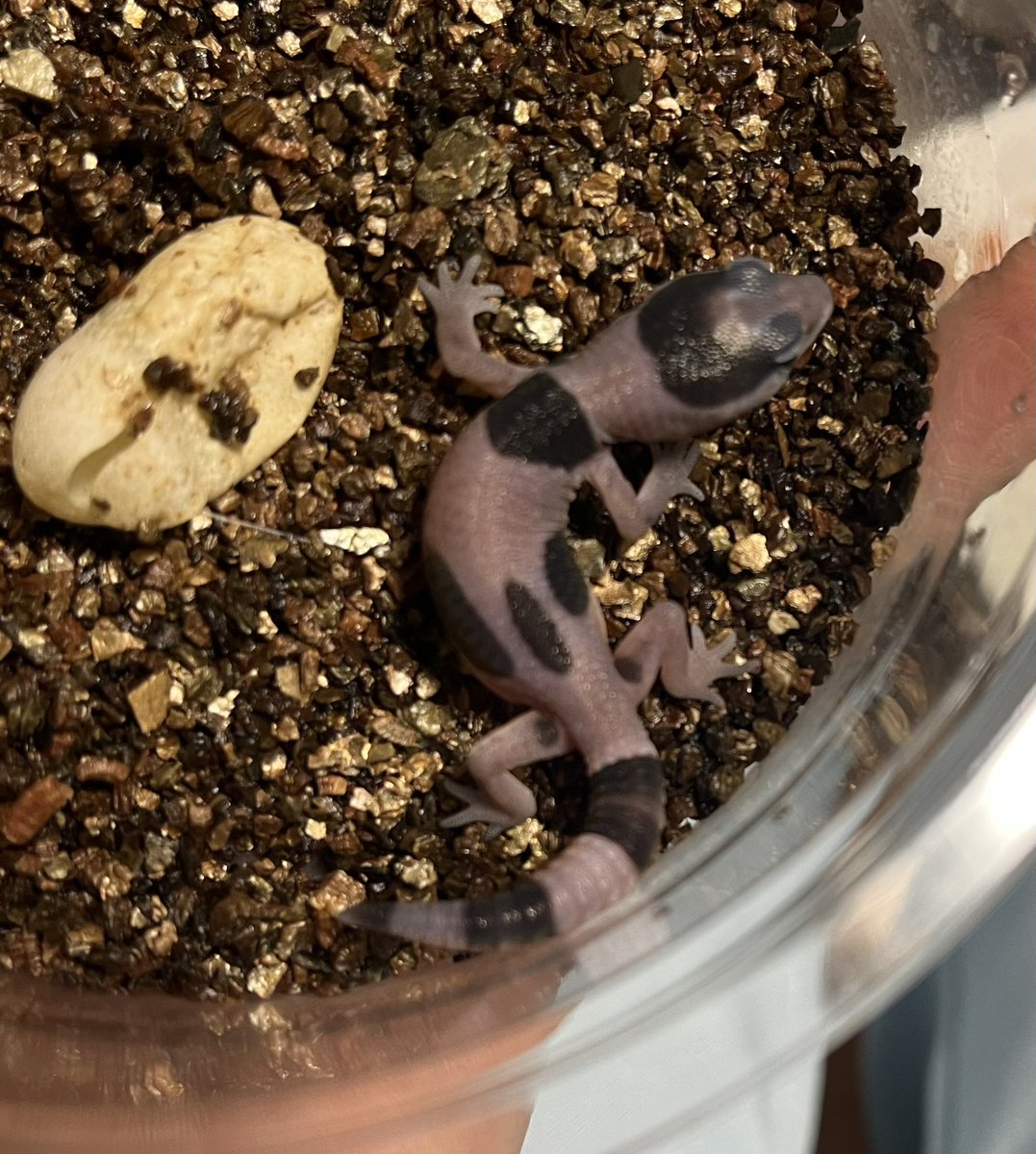 NoahRepGecko's tweet photo. 今朝ハッチ🦖
WoRakibioのアベラント柄を引き継いでいる✨
温度管理メスだからメスだといいな❤️🔥
モルフはモリモリである🫣
#ニシアフリカトカゲモドキ #ニシアフリカトカゲモドキ #fattail #fattailgecko https://t.co/BRW7TE7CIn