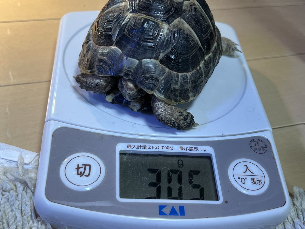 kimuraebinamazu's tweet image. カメカメ久しぶりに体重測定🐢
きてから半年ですが、体重は3倍になりました🤣
もっと大きくなれ！
#ギリシャリクガメ