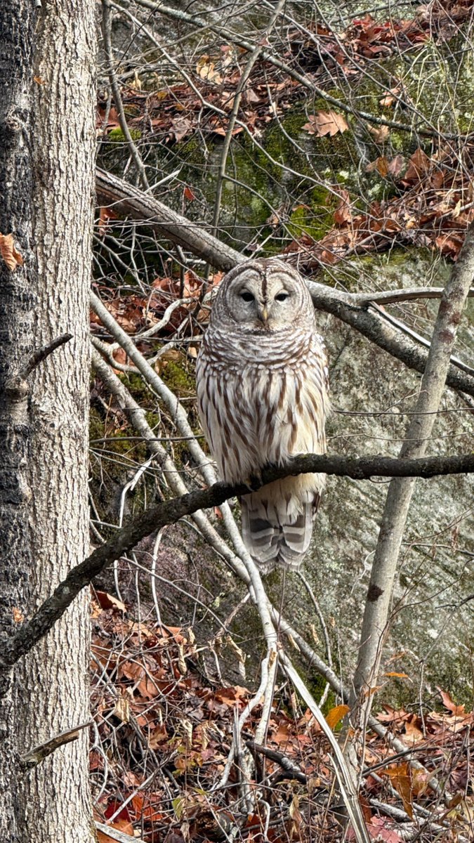 A moment of pure astonishment🦉✨
A barred owl gliding in slow motion—every feather, every beat, nature at its finest.
Turn the sound up and enjoy the calm.

#BarredOwl #SlowMotion #NatureMagic #WildlifeMoments #IntoTheWild