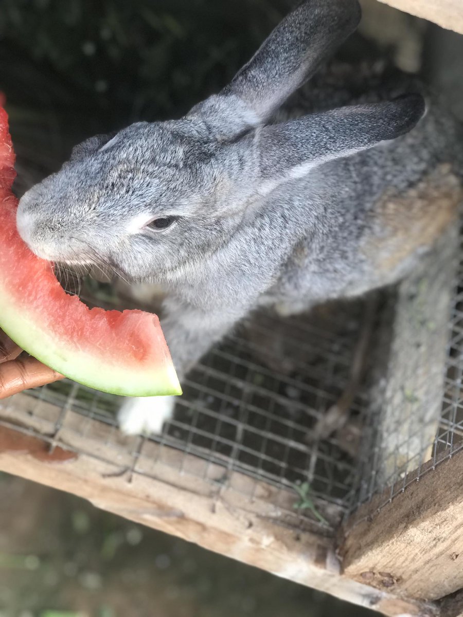 Rabbits and watermelon are a match made in heaven! Here's why:
Hydration: Watermelon is mostly water, making it a juicy treat to keep your rabbit hydrated!
Vitamins and minerals: Rich in vitamins A and C, watermelon supports your rabbit's overall health and immune system
Fiber: