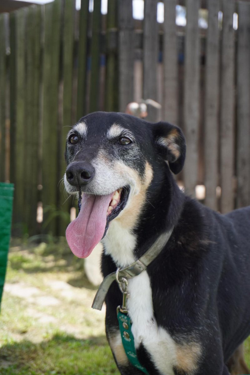 10 años en el refu y nadie preguntó por ella ❤️‍🩹
Sara es tan dulce, cariñosa, tranquila. A esta altura de la vida solo quiere tardes tranquilas al lado de alguien que la ame.
Dale una oportunidad a esta chica tan buena. Enamorate y escribinos a adoptantesdelcampito@gmail.com