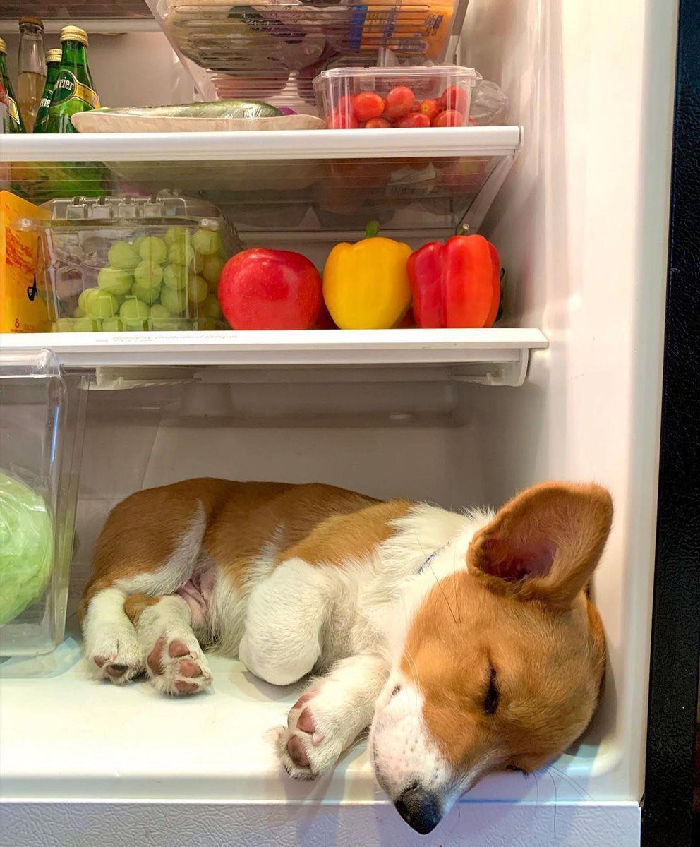 You can't be a dedicated Snack Thief 🐾 without serious commitment to the supply chain. Sleeping in the fridge is just smart prep. 🍎🧀💤
Who else has a dog that takes work this seriously? 👇
It's #NationalCleanOutYourFridgeDay! Who knows what you may find..
#CorgiPup #SnackThief