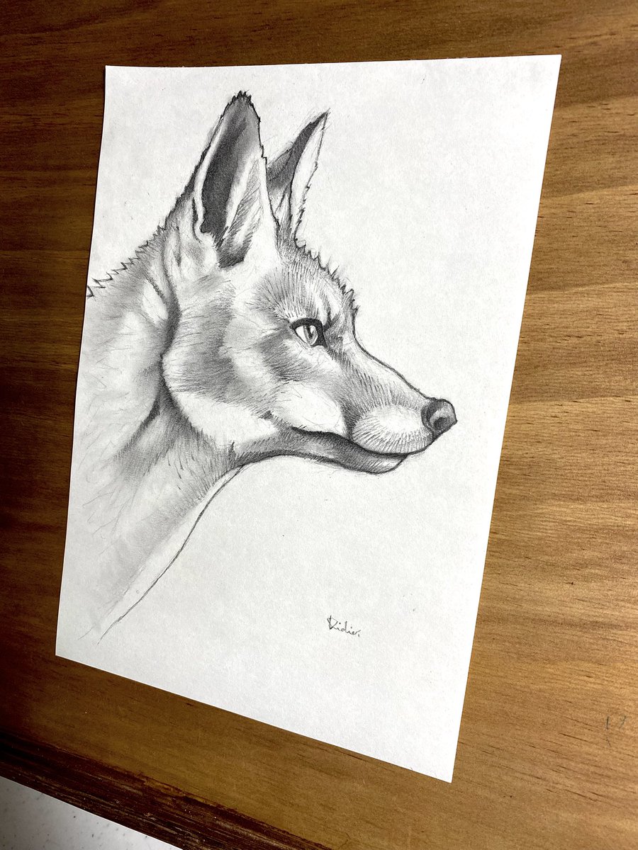 ddrrrr's tweet photo. ZORRO. 🦊 A LA VENTA. Grafito sobre papel. 15cm x 20cm. 

#FoxDrawing #PencilSketch #SketchArt #ViralArt #DrawingOfTheDay #PencilArt #GraphiteDrawing #SketchDaily #TraditionalArt #FoxLovers #WildlifeArt #ForestAnimals #AnimalArtist #WildlifeDrawing #NatureSketch #CreativeWorld https://t.co/oWukt1uh7D