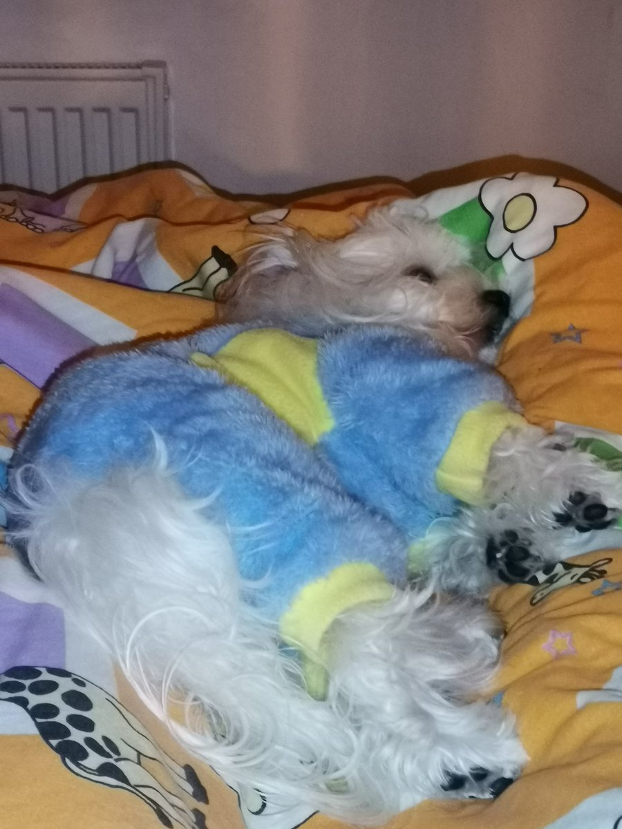 Palilula10's tweet photo. Kaži mi da me voliš a da mi ne kažeš 😄 Ovaj dasa što je legao na pokrivač iznad mojih nogu sutra puni 3 godine. E koliko ljubavi nas dvoje dadosmo jedno drugom do sad 🤗🐾❤️ https://t.co/aABs2olpZ4