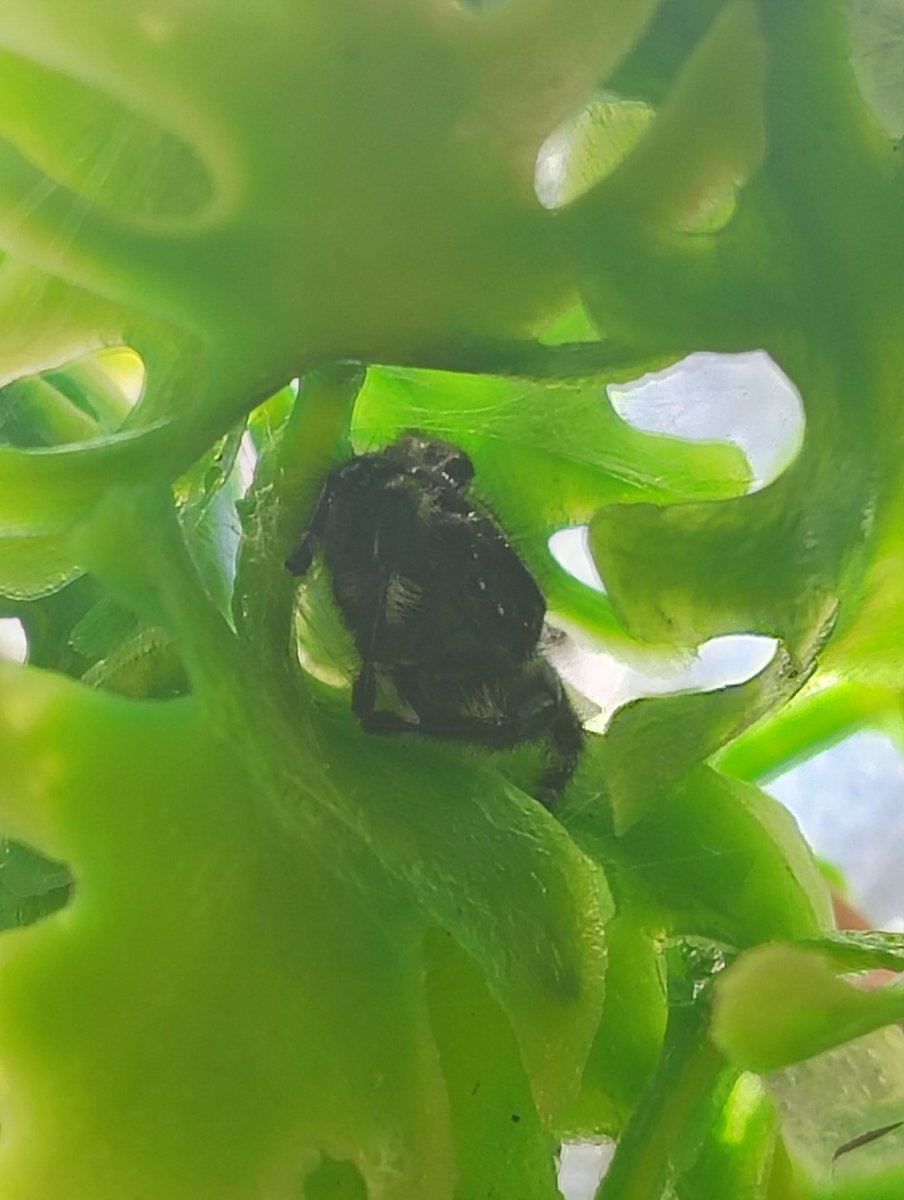 ev__rose's tweet photo. barty IV update for anyone who cares. I gave him a new branch and leaves and he loves it https://t.co/cnk7yIYOLL