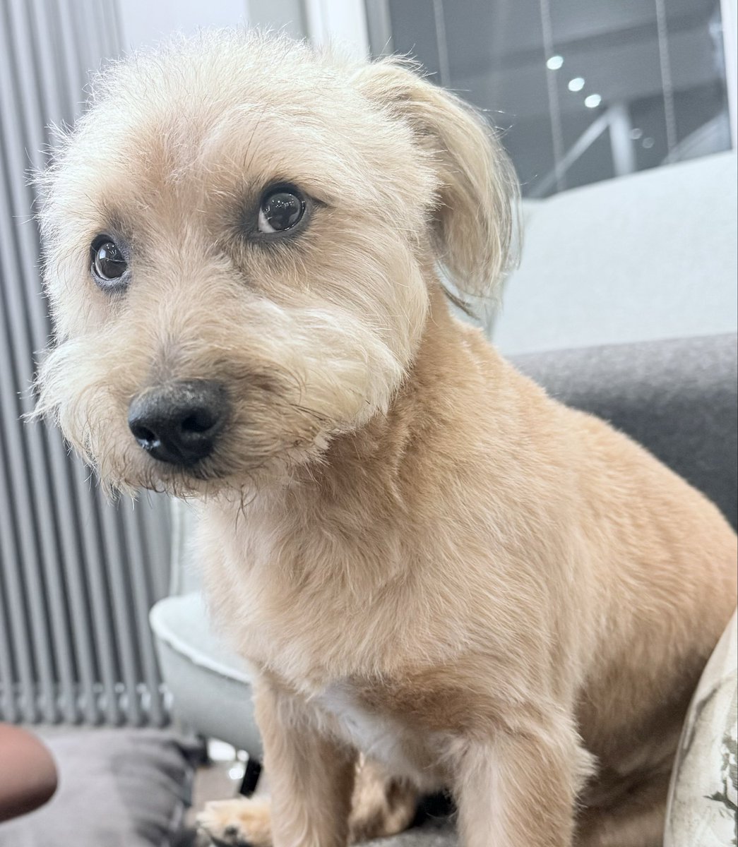 Solarglide's tweet image. 🛟 Bear the @Solarglide office dog has been to the groomers and is looking sharp (and super cute)  🐶🐶🐶🐶

Wishing everyone a great weekend 🔆 

#seadog #solarglide #cutedog #dogs #maritime #pooch