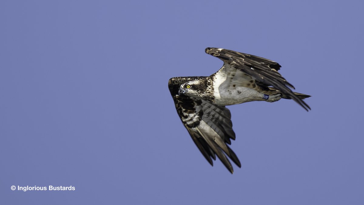 Otis_inglorius's tweet image. On our recent #BirdingTwoContinents tour this adult female #Osprey flew over our boat in the middle of the fabled Merja Zerga lagoon in Morocco and we were able to read the colour ring.

Thanks to @timmackrill of the @RoyDennisWF 
we now know that this Osprey was ringed by Roy…
