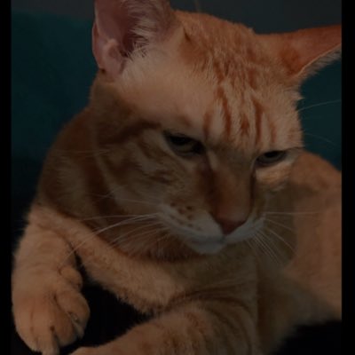 #NewProfilePic (新個人資料照片)