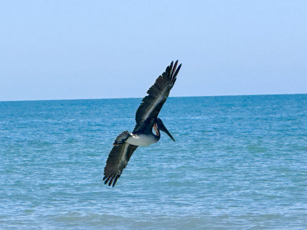 Jolene White 2027 tweet media