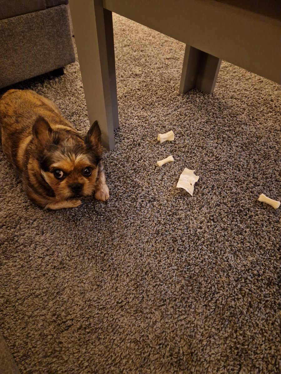 zijopnr11's tweet image. Als er hapjes op tafel staan, is het botjesbuffet niet meer lekker genoeg ... kleine schooier 🫣

#themaskedsinger #verjaardagsrestjes