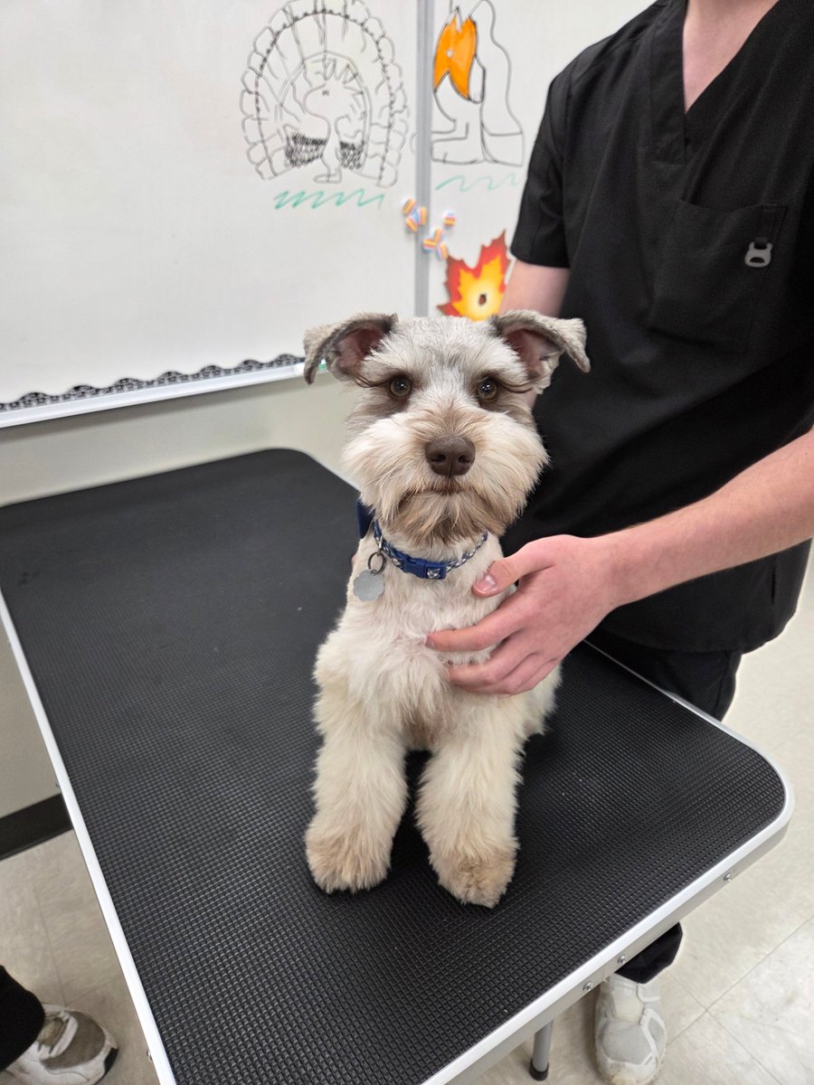 Los Fresnos CISD CTE tweet media