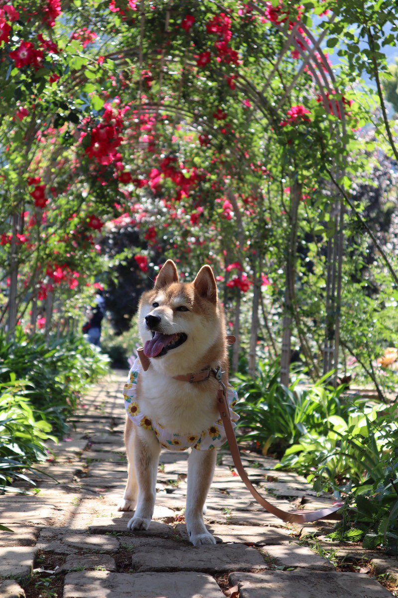 シバキチ tweet media