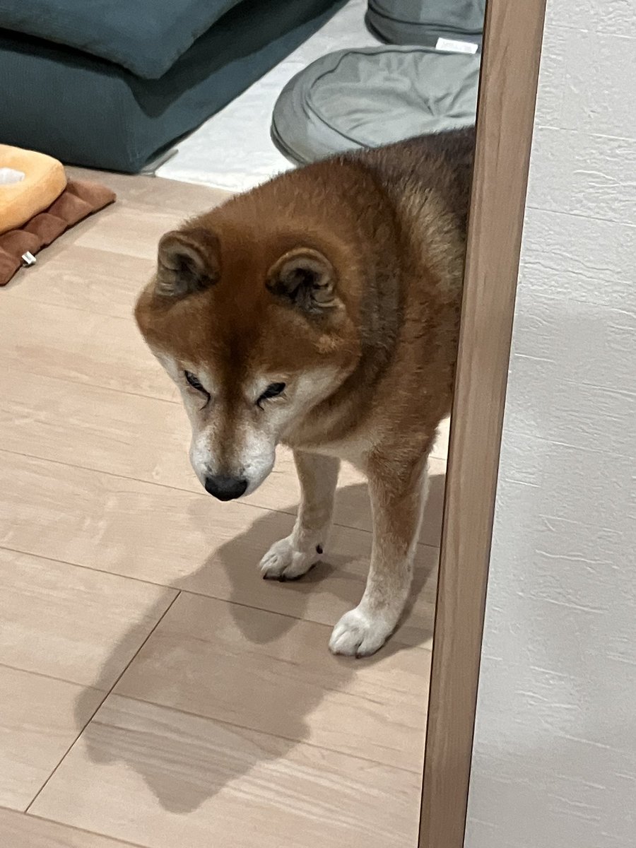 おはようございます！
こちら散歩をせがんで着いて回ってる犬です！準備をしているからね、まってね。