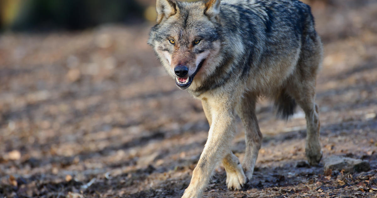 DJV kritisiert neue Wolfszahlen dlvr.it/TPGlGG