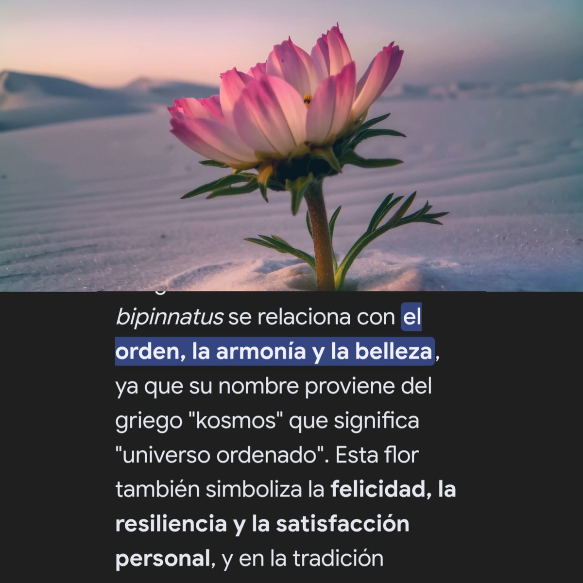 tanbionicaback's tweet image. &quot;Mi Vida&quot; probablemente de las canciones más esperanzadoras (raro) que sacó Tan Biónica.
Introspección, búsqueda espiritual, amor y finalmente armonía.

Acá dejo una breve interpretación y análisis de la redención de Chano y su amor para con Bambi y Tan Biónica.