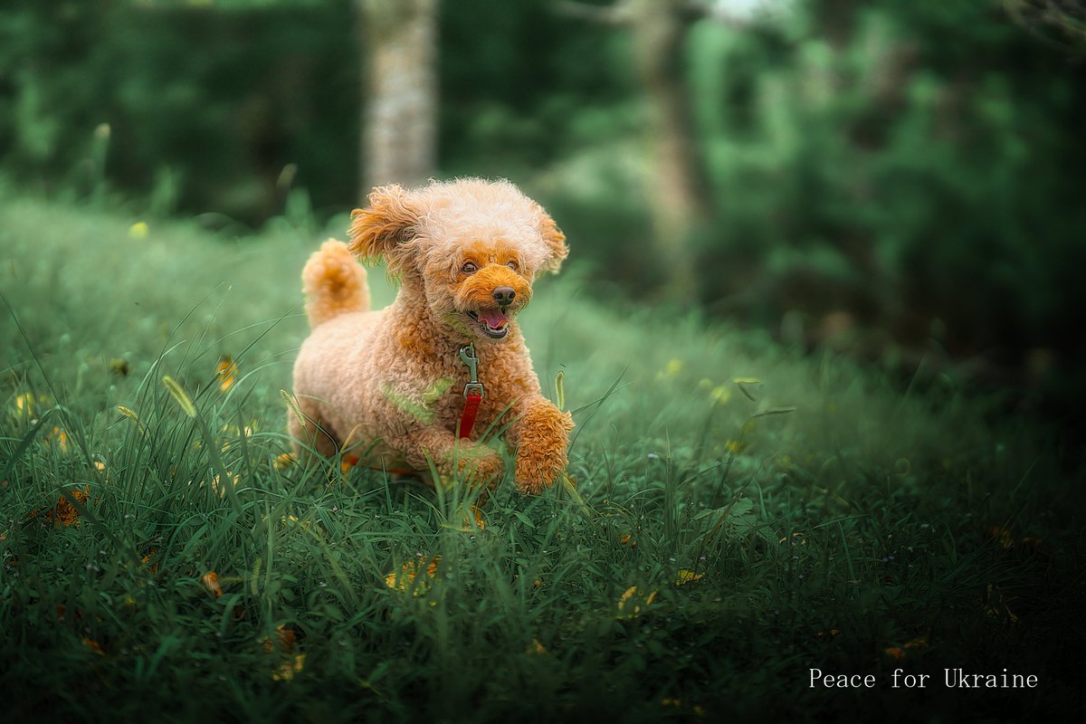 masahiko65's tweet image. #dog #pet #stroll #poodle #toypoodle #park #Japan 
#犬 #ペット #散歩 #プードル #トイプードル #公園 　
#日本