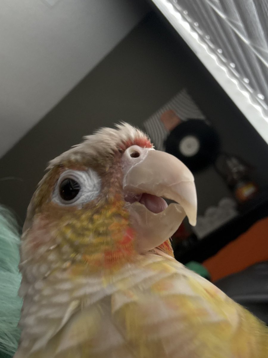 Smokee_Bee's tweet image. She makes me smile sometimes