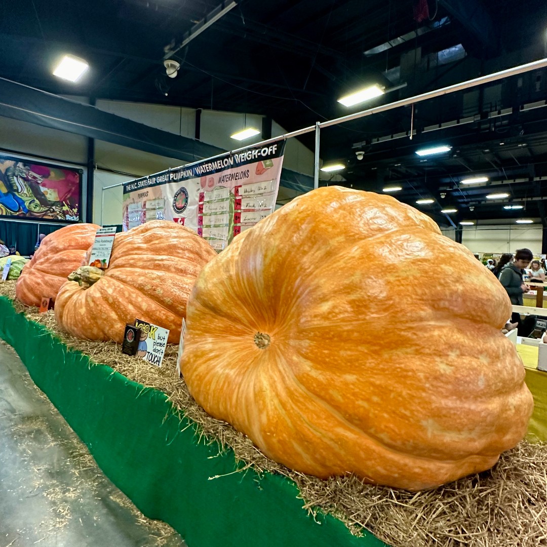 NCExtension's tweet photo. What's the big science behind giant pumpkins? 🎃

The supersized pumpkins that draw large crowds at the @NCStateFair require some serious skill and science. Hear from our Extension expert about what it takes to grow a pumpkin big enough to tip the scales: https://t.co/warCeezRmE https://t.co/SE1gFCu60S