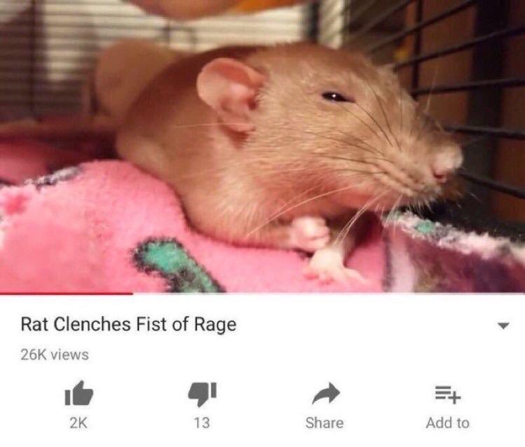 loriscareese's tweet image. assistant manager is so fucking annoying i hope she gets fired soon bc im #sick of her