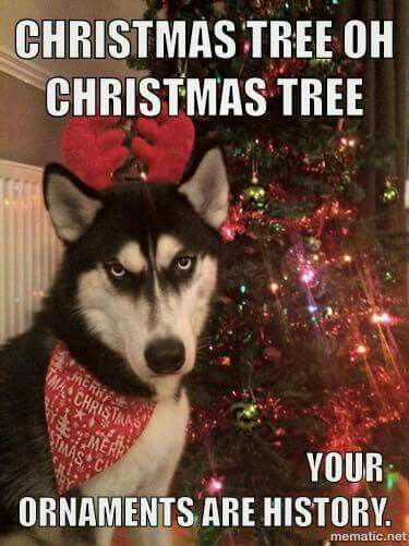 SusanPeppy's tweet image. #dogsoftwitter #baddogs #christmastip
Don't put your tree up so early.
Attach tree securely to the wall.
Maybe your dog won't figure out how to deck the halls with boughs!!!