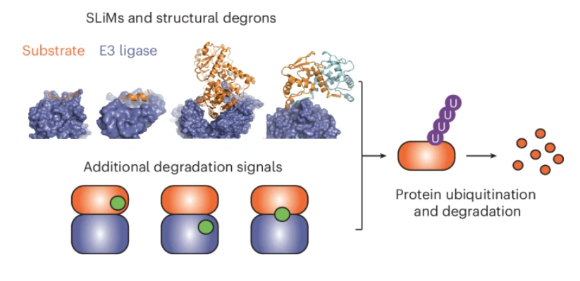 A new Review discusses how degrons of different types, with an emphasis on high-order structural ones, regulate substrate-E3 interactions and how their dysregulation is linked to human diseases

nature.com/articles/s4158…