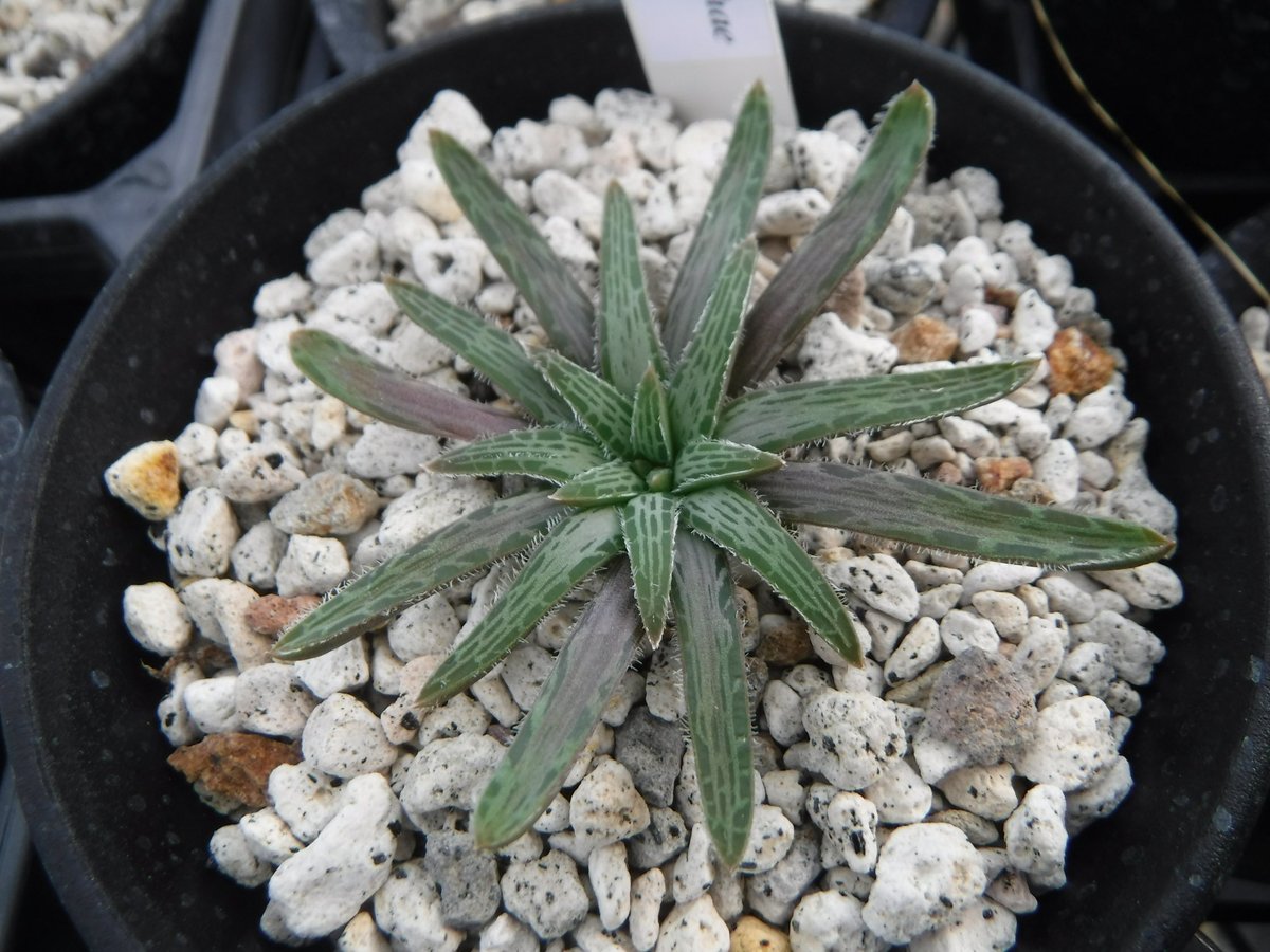 Shinpei77's tweet image. 今週末は #moro2plants 出展です！
Drimia cf. physodes Karee River, は鱗片からの子苗2鉢、Haemanthus crispus とHarmanthus rotundifolius も2鉢のみ、bulbine は各種データ付きメインで持って行きます。
原種ハオはうじ草の時よりは回復して増えました。
皆さまのご来場をお待ちしております！