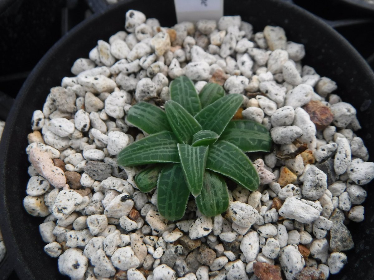 Shinpei77's tweet image. 今週末は #moro2plants 出展です！
Drimia cf. physodes Karee River, は鱗片からの子苗2鉢、Haemanthus crispus とHarmanthus rotundifolius も2鉢のみ、bulbine は各種データ付きメインで持って行きます。
原種ハオはうじ草の時よりは回復して増えました。
皆さまのご来場をお待ちしております！