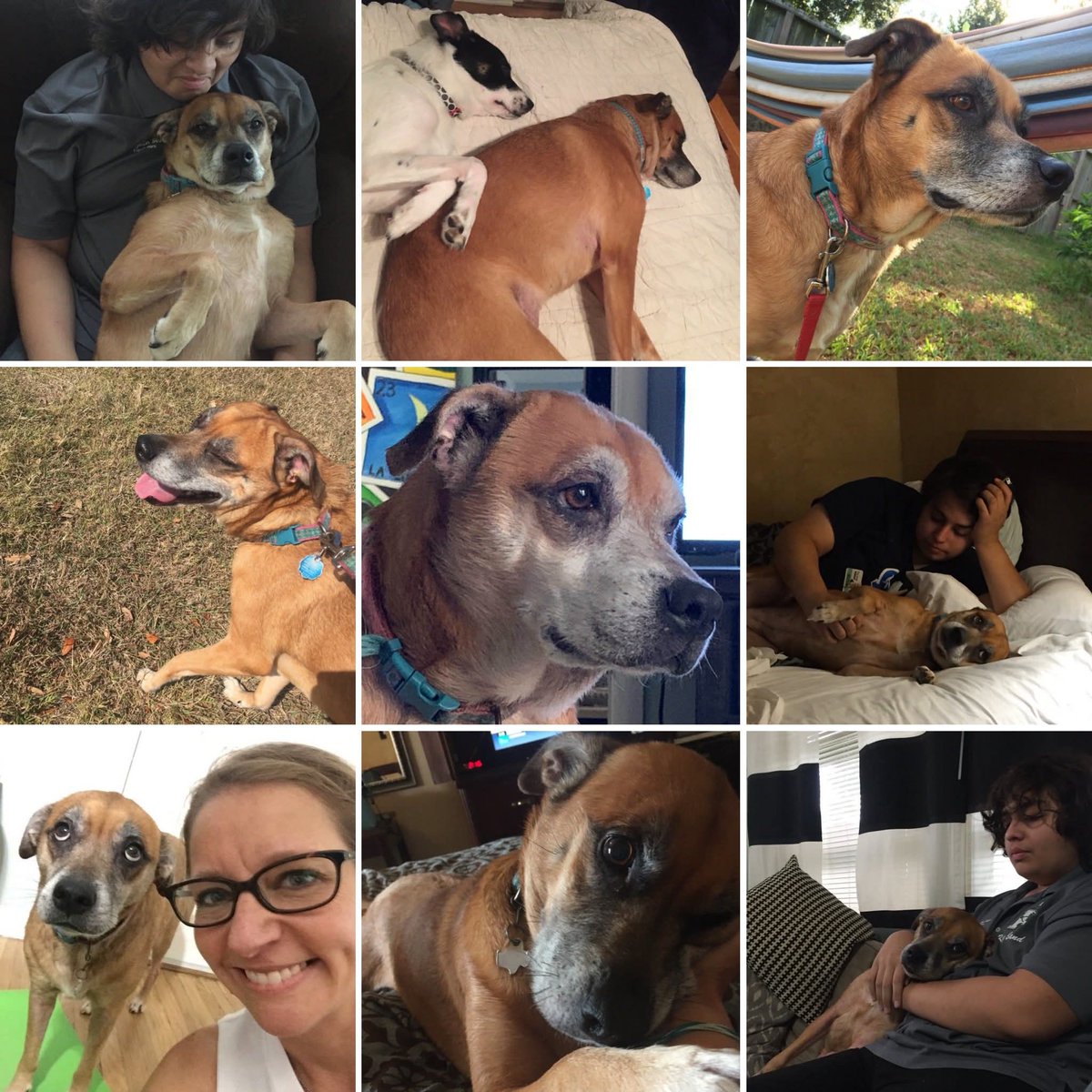 buffletrutter's tweet photo. RIP to my bestest favoritest childhood dog Penny ☹️ https://t.co/JaESBLPsCu