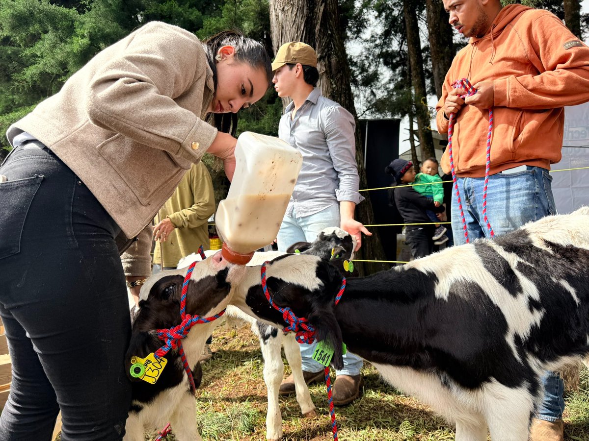 🌱 ¡Avanzamos! En Intibucá, miles de familias productoras recibieron el Bono Ganadero, Bono Cafetalero y el Bono Tecnológico, junto a la entrega de crías de vacas Holstein que traerán más producción y mejores oportunidades para la gente trabajadora de nuestra tierra. 🐄🌽☕️

Son