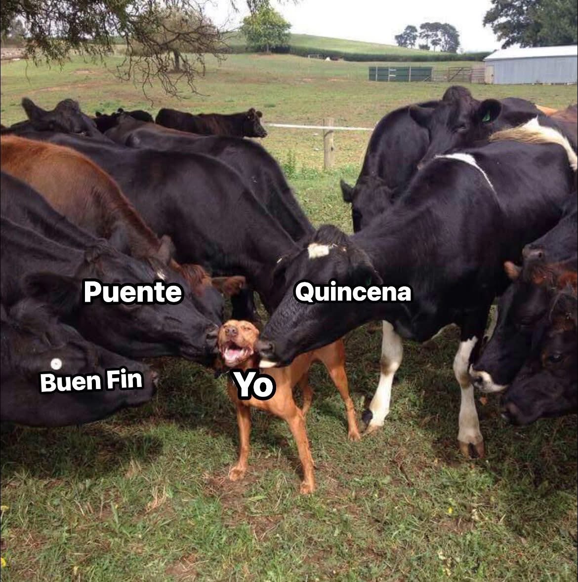 Javisness's tweet image. Si soy