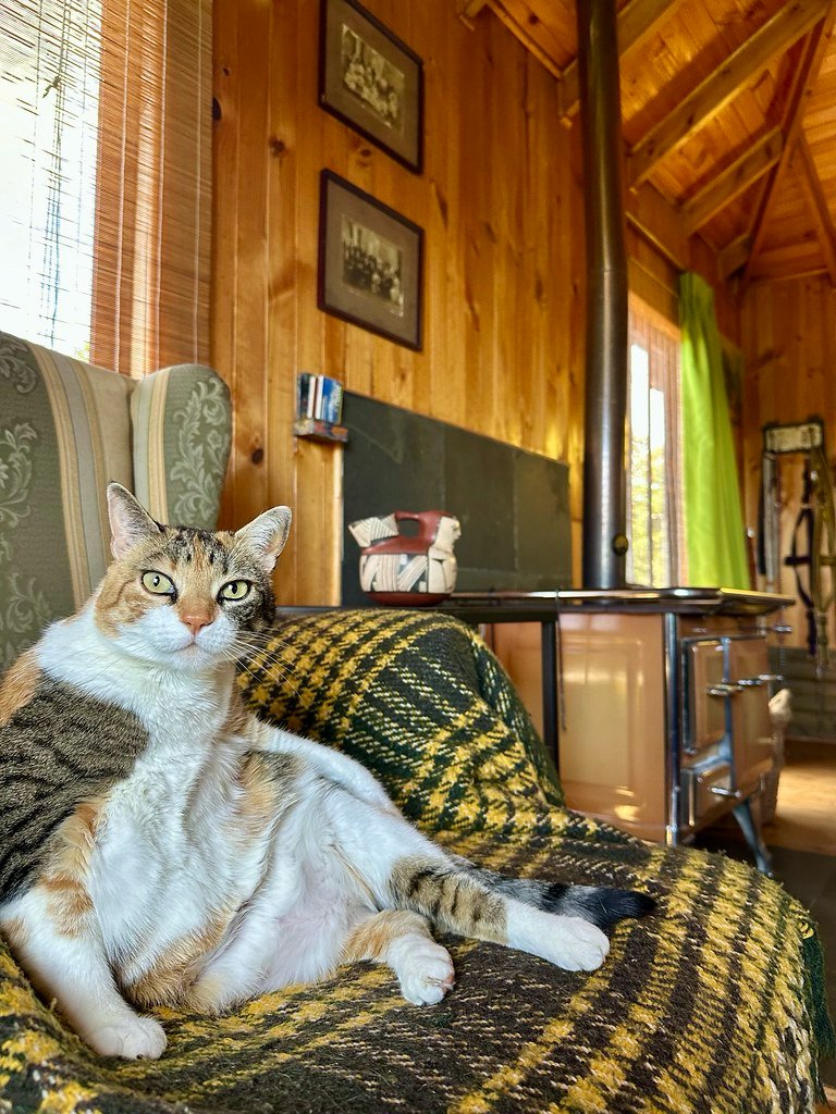 Hay gatas regalonas y Rayita. Melosilla flic.kr/p/2rCzLeo #Melosilla #CasablancaChile 🌳🦎