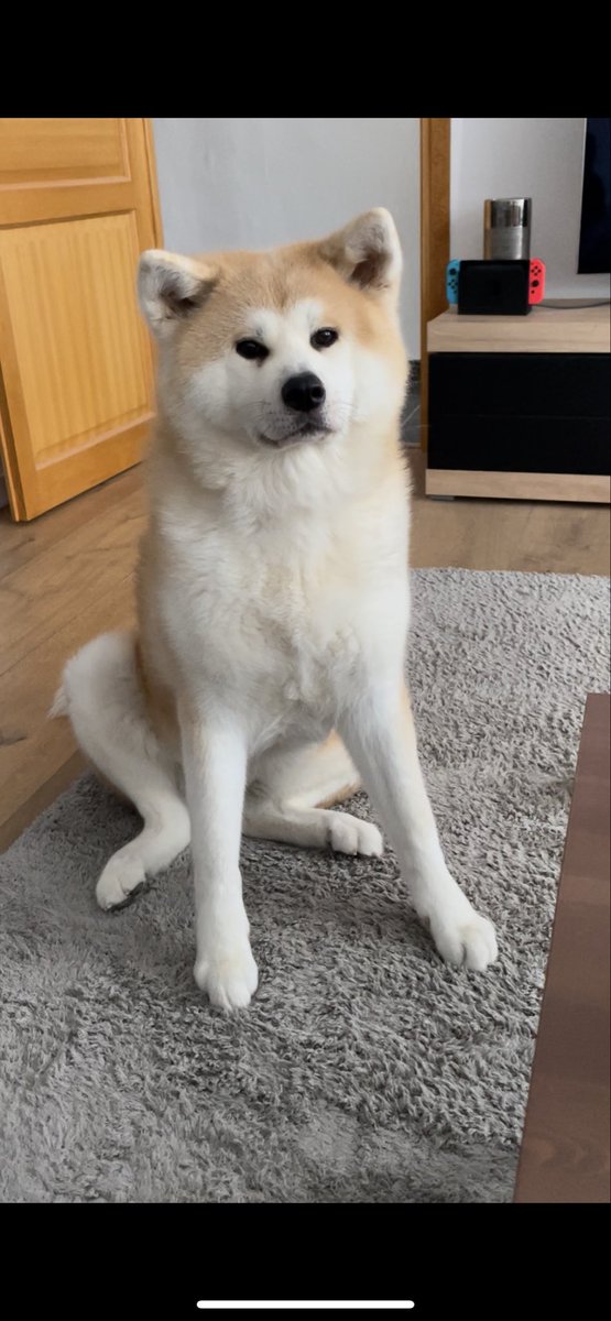 CallTheFox tweet media