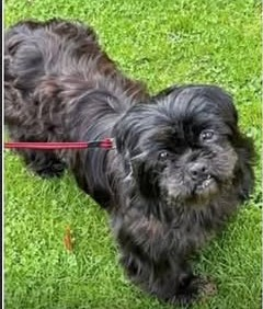 millypod1's tweet photo. 🆘13 NOV 2025 #Lost Betty #ScanMe
YOUNG Black Shih Tzu Female #PUPPY
Rainbow Wood #CombeDown #Bath
#Somerset #BA2
https://t.co/ZLwCPJrxLN https://t.co/miR2iUxMxt