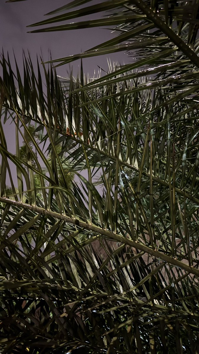 frffrf11's tweet photo. أجمل مدينة بالشتاء 🤍

#جده_lلان https://t.co/4YaVGe1Q0c