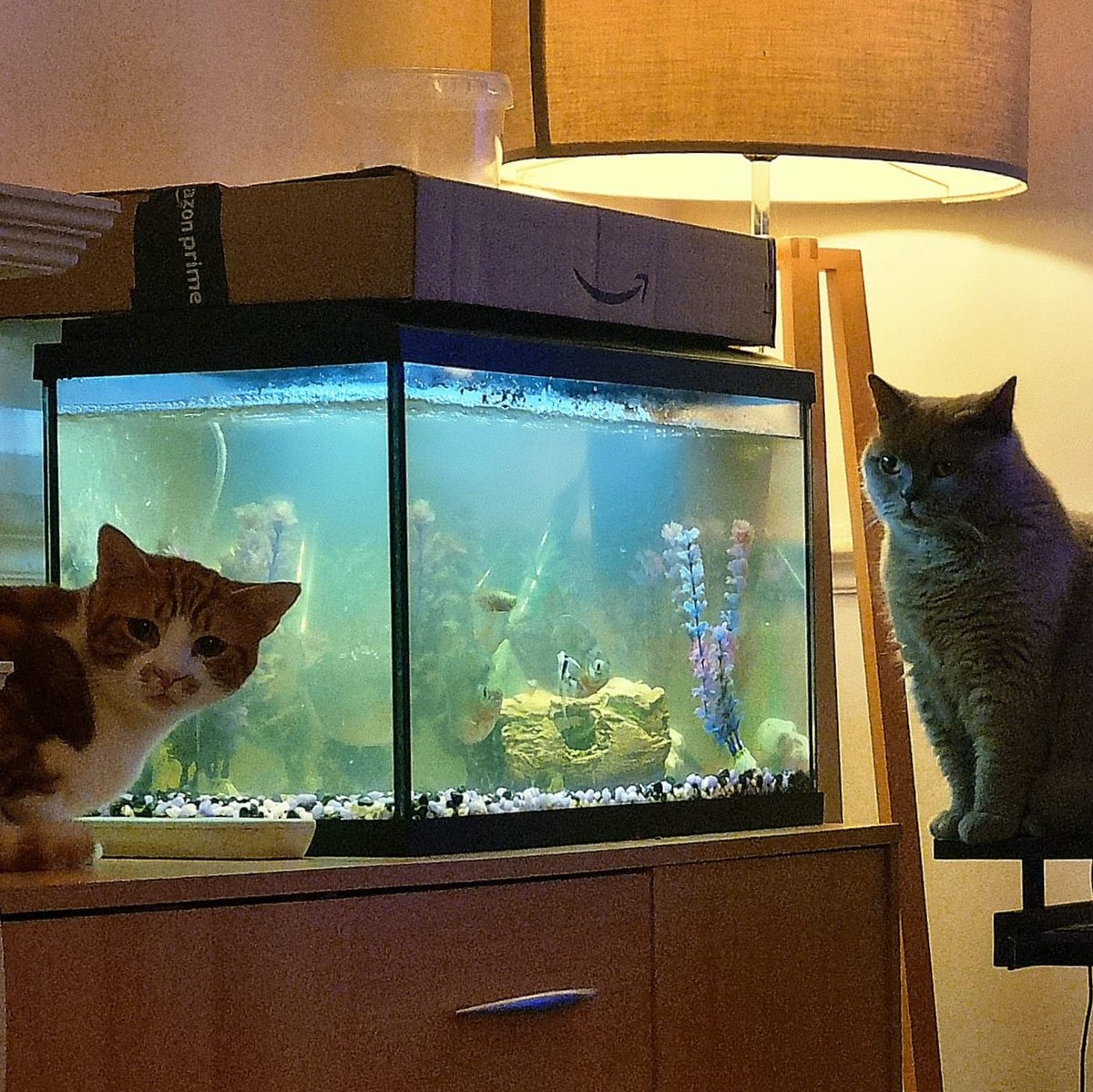 LilyRusty1's tweet image. #NewProfilePic #CatsOfTwitter