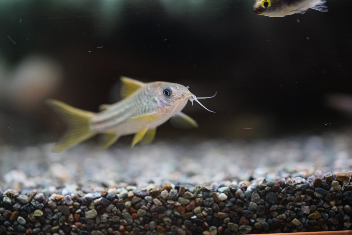 GreenNote777's tweet image. 今週末は #moro2plants 出展のため店舗営業が土日とも臨時休業となります。
ご来店予定のお客様にはご迷惑をお掛けしますが、何卒よろしくお願い申し上げます。
金曜日に熱帯魚が2便入荷しておりまして、そちらもまた順次アップさせていただきます。
green-note.info/category/newar…