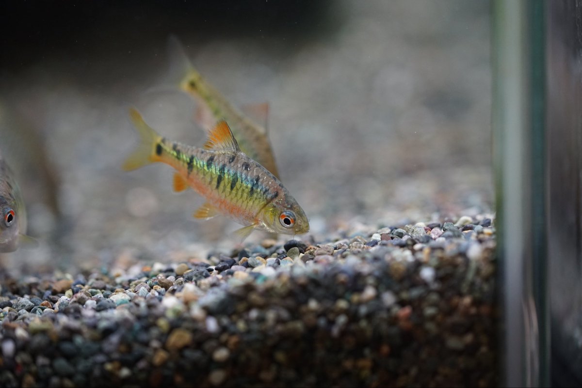 GreenNote777's tweet image. 今週末は #moro2plants 出展のため店舗営業が土日とも臨時休業となります。
ご来店予定のお客様にはご迷惑をお掛けしますが、何卒よろしくお願い申し上げます。
金曜日に熱帯魚が2便入荷しておりまして、そちらもまた順次アップさせていただきます。
green-note.info/category/newar…