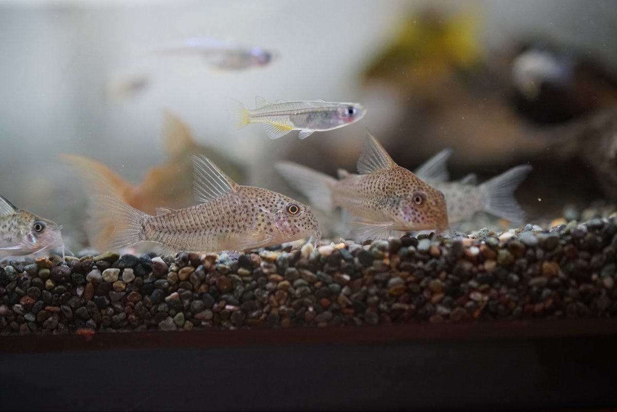 GreenNote777's tweet image. 今週末は #moro2plants 出展のため店舗営業が土日とも臨時休業となります。
ご来店予定のお客様にはご迷惑をお掛けしますが、何卒よろしくお願い申し上げます。
金曜日に熱帯魚が2便入荷しておりまして、そちらもまた順次アップさせていただきます。
green-note.info/category/newar…