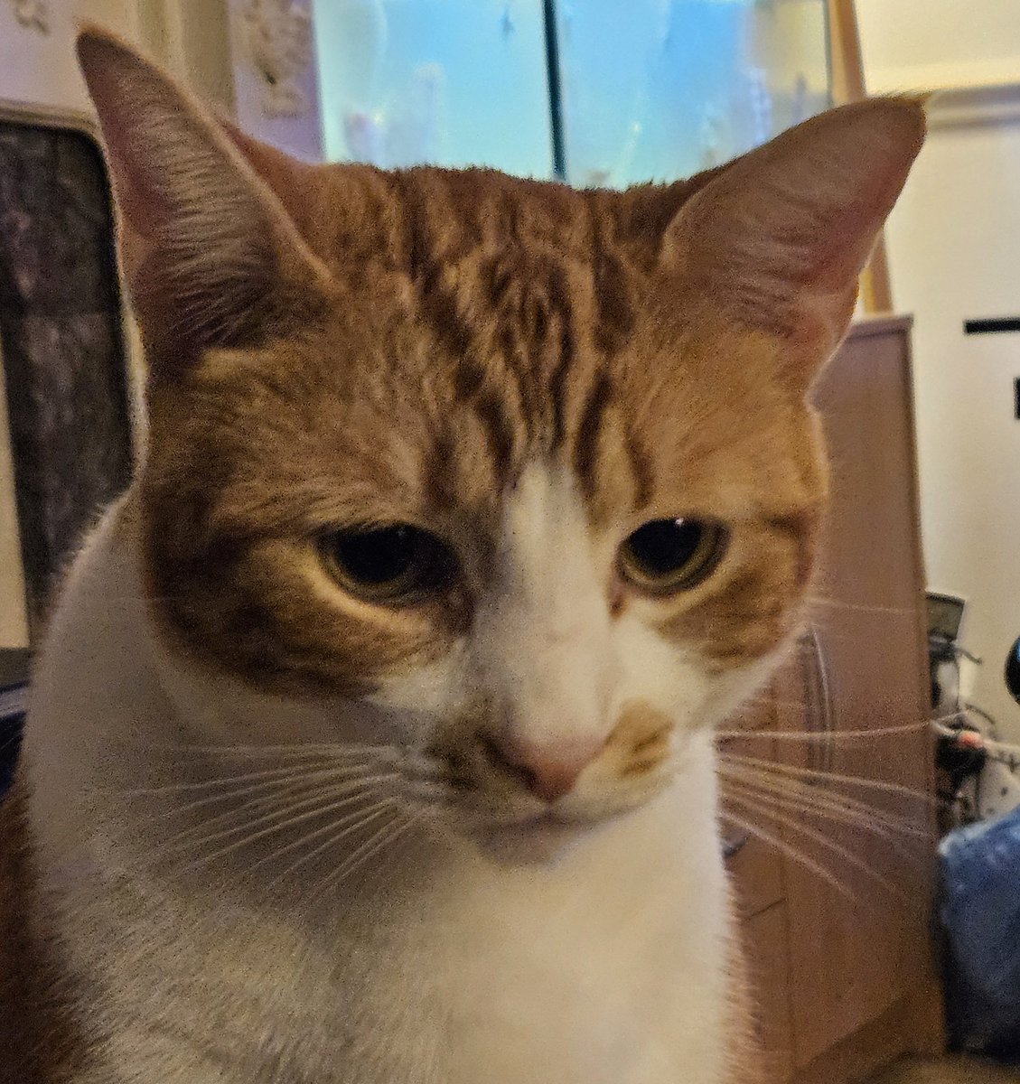 LilyRusty1's tweet image. ❤️😸😘 Goodnight to all my fur friends sweet dreams 💤 love from Rusty 😘😸❤️

#CatsOfTwitter #CatsOnTwitter #Cat #cats