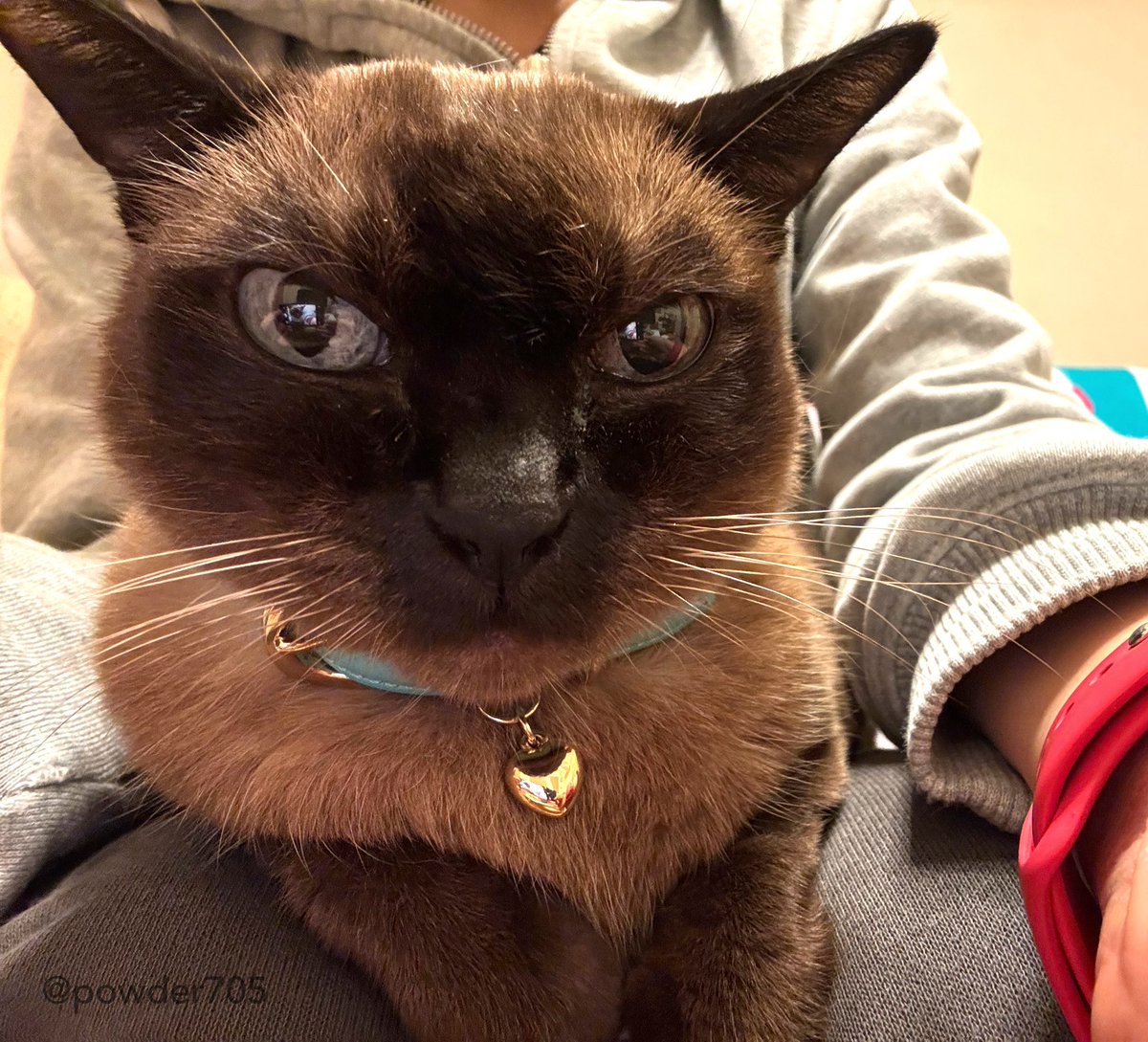 コダマナオコ🐈 (@powder705) / Posts / X