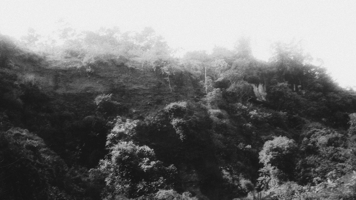 _smbhh's tweet image. Leaves and branches towards heaven.
#archive