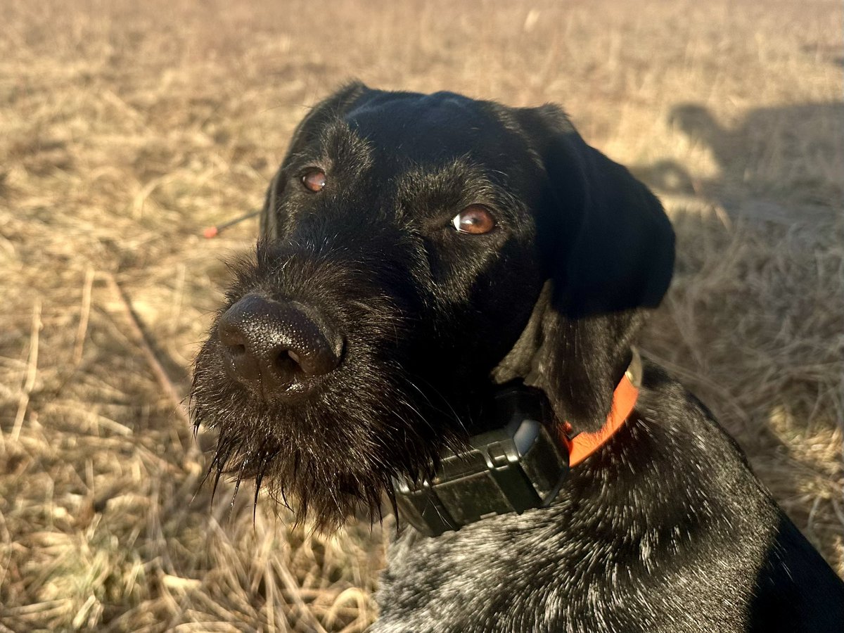 Looked for chickens. Did not find them. Major side-eye from my partner for failing to put her on birds 😬 Apologies mostly not accepted 🤣