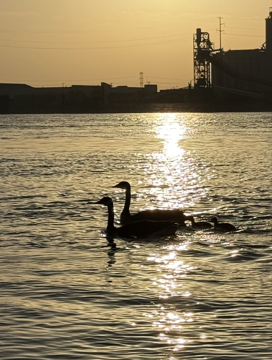 Share a photo of bird silhouettes!