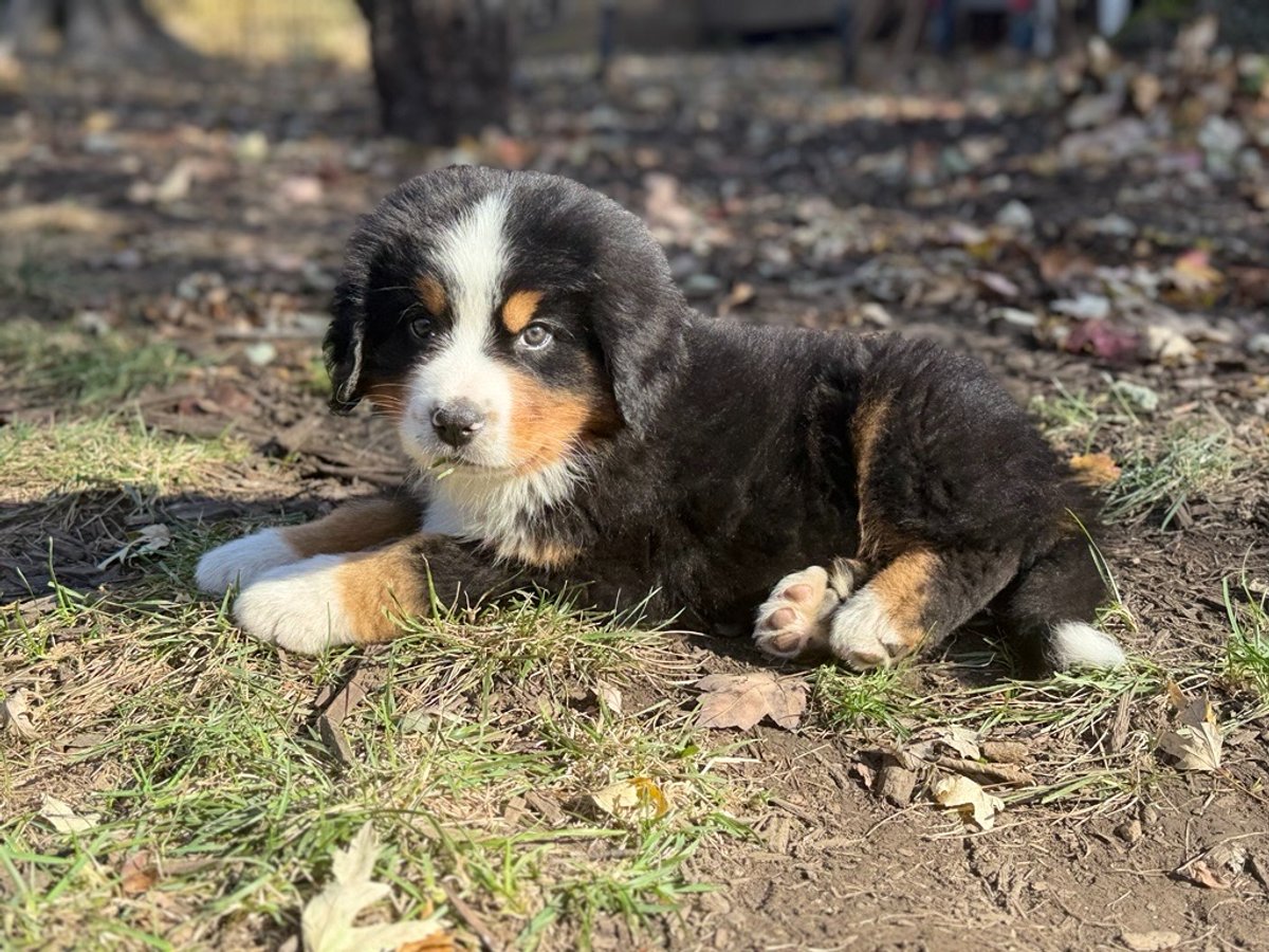 QuattuorCapital's tweet image. Happy Fall from the newest addition to the family, Theodore (Teddy) Mazman and Quattuor Capital Partners of Raymond James #HappyFall #Teddy #Theodore #Puppypaws