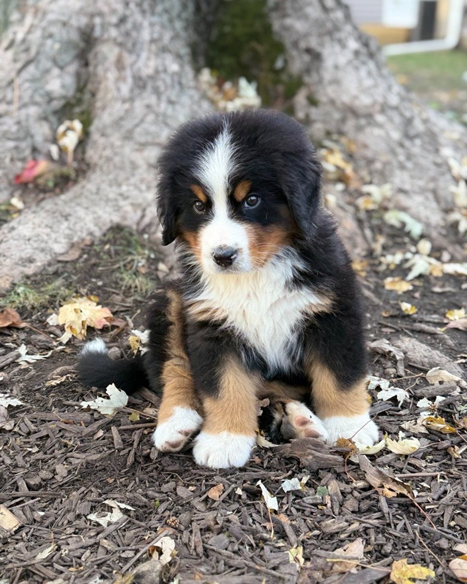QuattuorCapital's tweet image. Happy Fall from the newest addition to the family, Theodore (Teddy) Mazman and Quattuor Capital Partners of Raymond James #HappyFall #Teddy #Theodore #Puppypaws