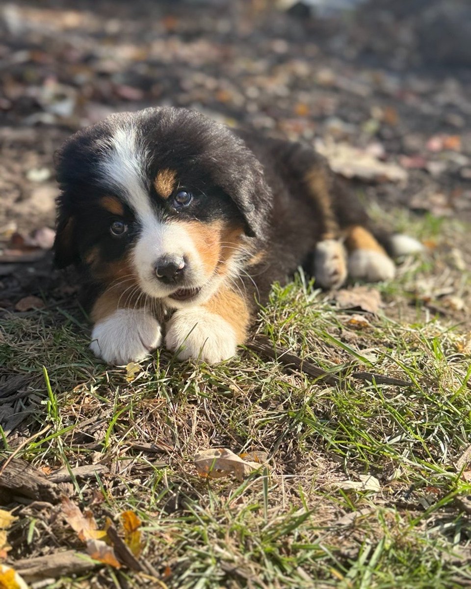 QuattuorCapital's tweet image. Happy Fall from the newest addition to the family, Theodore (Teddy) Mazman and Quattuor Capital Partners of Raymond James #HappyFall #Teddy #Theodore #Puppypaws