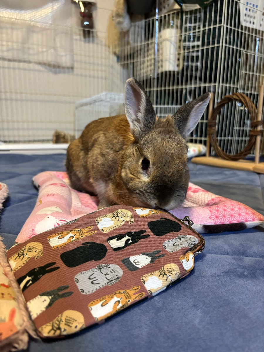 cocokina_429's tweet image. まさチビしろさん(@Oxql5c0 )に作っていただいたペンケース(メガネケースにもなる)が届きました😊
きなうには一生懸命においをかいでチェックしてました🐰🐰
とても可愛くて、今日は早速メガネケースとして持って出かけようと思います🥰
かわいいおまけ付きでありがとうございました🥰